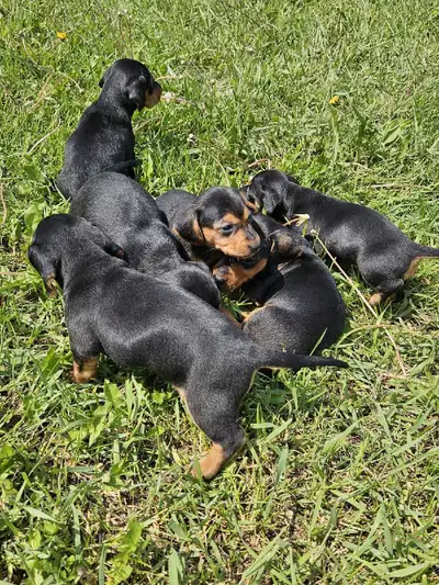 Mini Dachshund puppies, View more