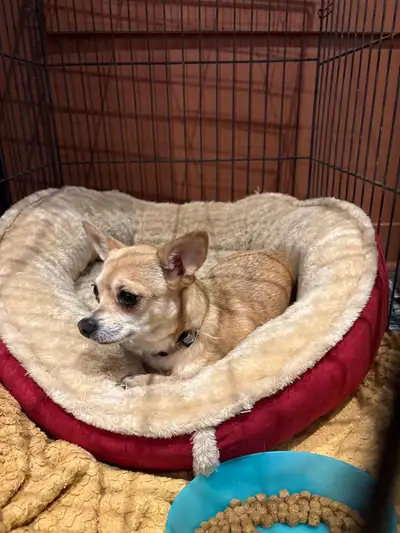 femelle chiwawa 3 ans, View more