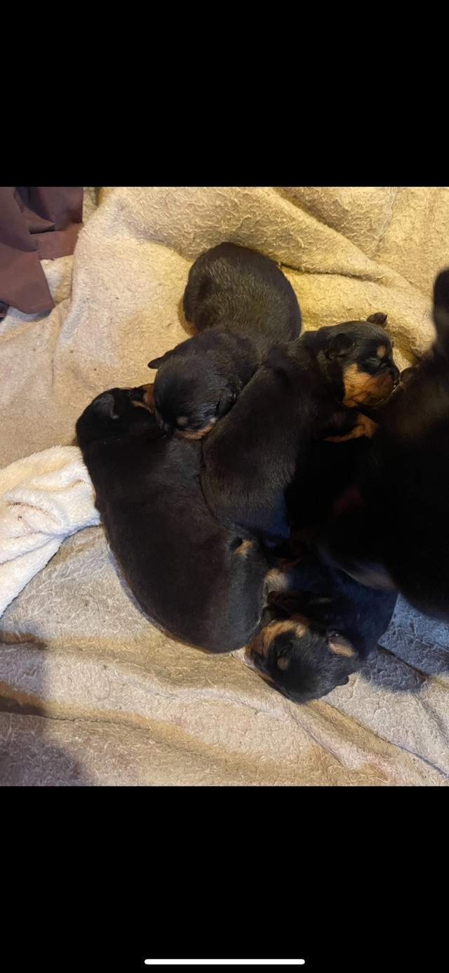 Rottweiler for sale  in Dogs & Puppies for Rehoming in Ottawa - Image 4