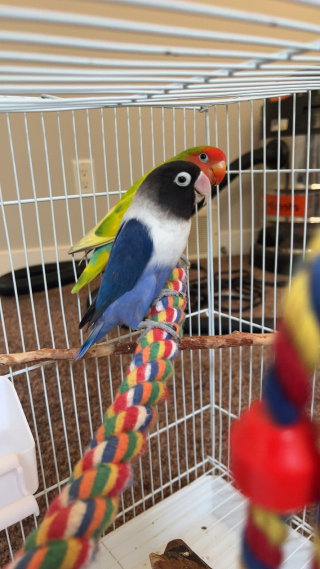 2 love birds + cage and all supplies  in Birds for Rehoming in Calgary - Image 4