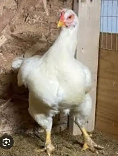Looking for Indian game (white Cornish) chicks, full grown or eggs. If you have any please let me kn...