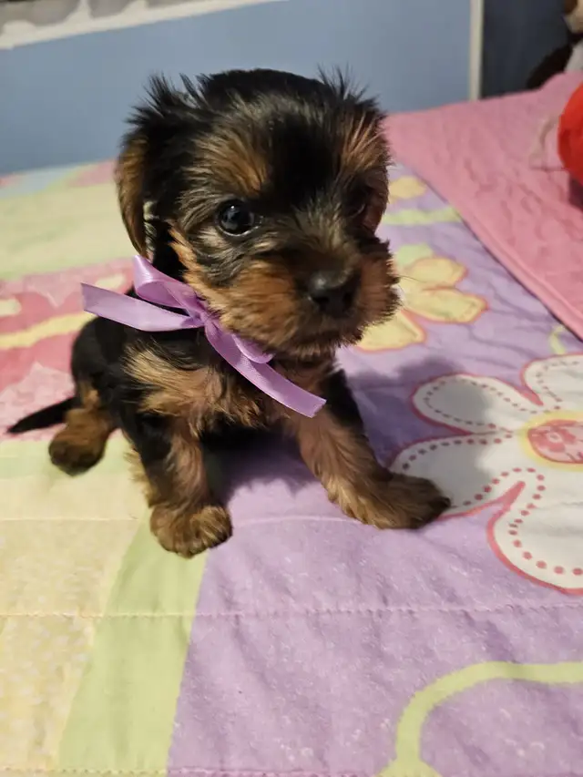 Yorkshire Terrier  puppies in Dogs & Puppies for Rehoming in City of Toronto - Image 5