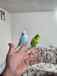 Budgies + cage + food. Hand tamed