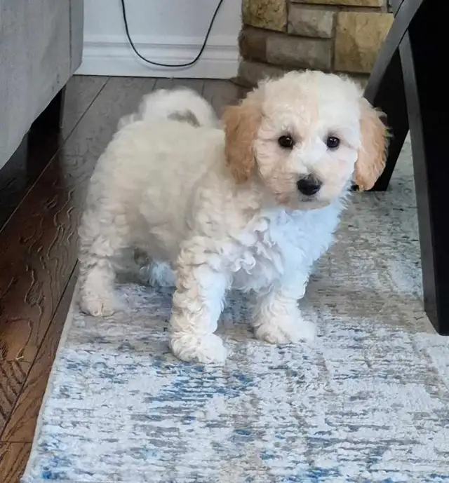 Beautiful male  bichonpoo in Dogs & Puppies for Rehoming in Hamilton - Image 3