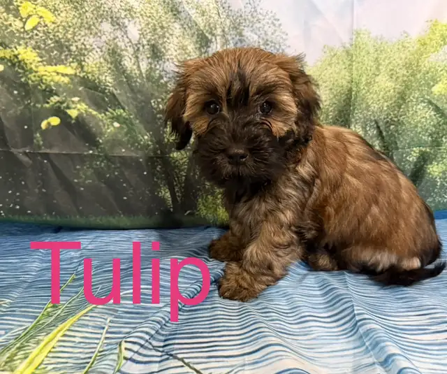 CKC Purebred Havanese Puppies Available in Dogs & Puppies for Rehoming in City of Toronto - Image 4