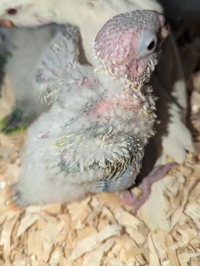 Quakers and Conures R Us! | Birds for Rehoming | Mississauga / Peel ...