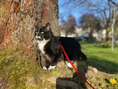 ❤️vet tech available for boarding and pet sitting services! ❤️, View more