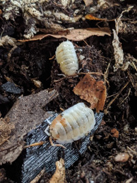 Isopods \ Cloporte 