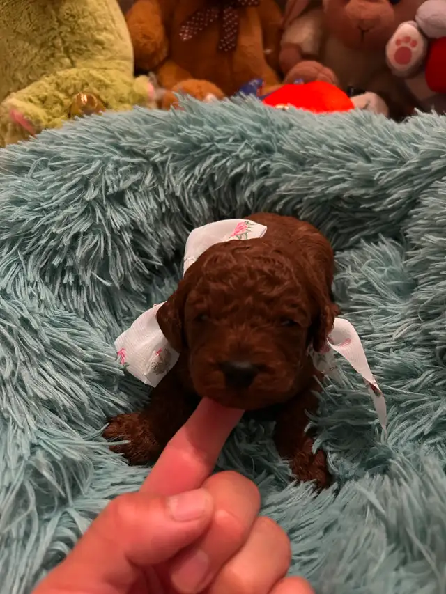 Beautiful dark red toy poodle puppies in Dogs & Puppies for Rehoming in City of Toronto - Image 2