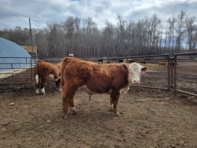 Polled Hereford bulls for sale in Livestock in Moose Jaw - Image 4