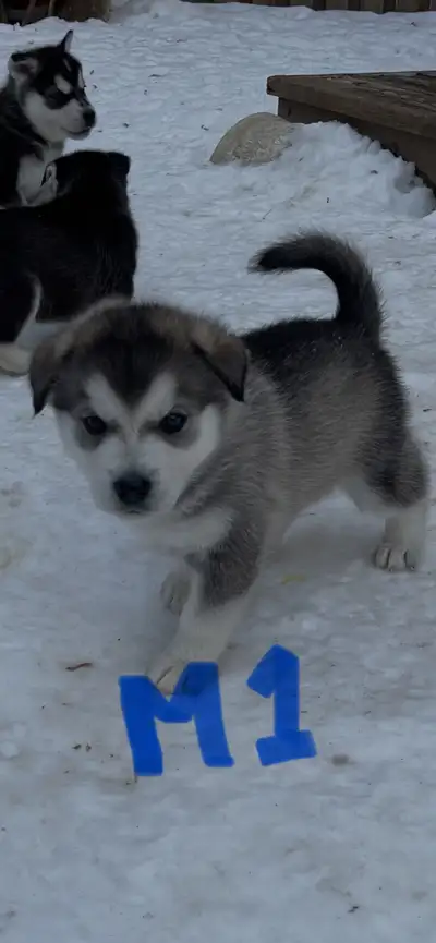 Alaskan Malamute, View more