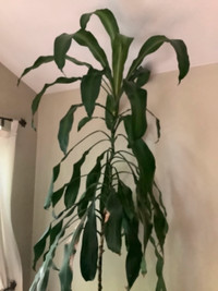 Large tropical Plant, 8 feet , Dracaena  Fragrans, corn plant