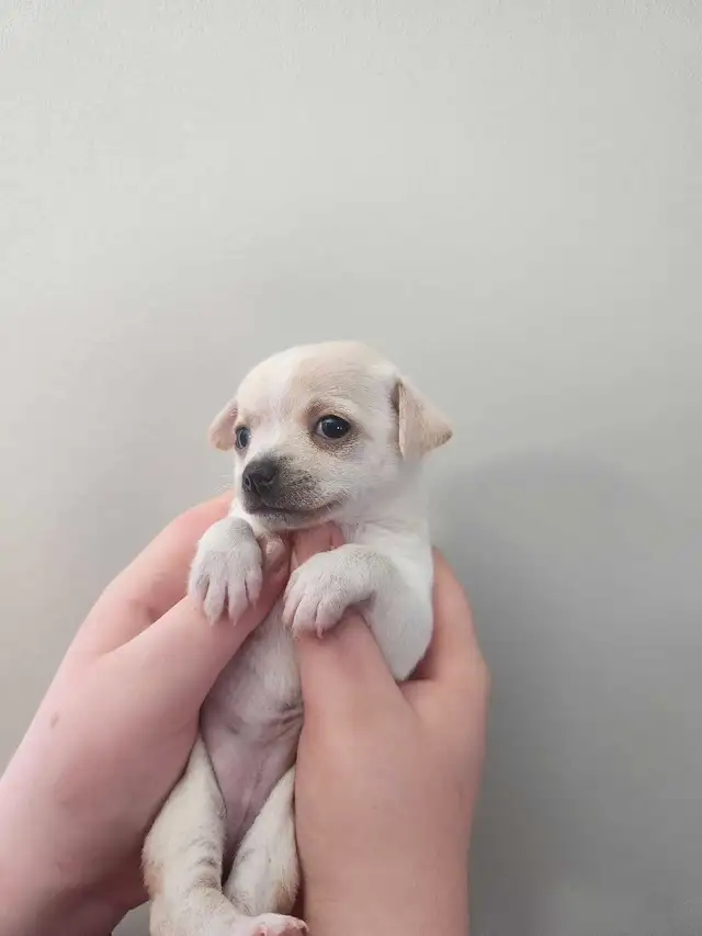 Chihuahua puppies ready now in Dogs & Puppies for Rehoming in Edmonton - Image 7