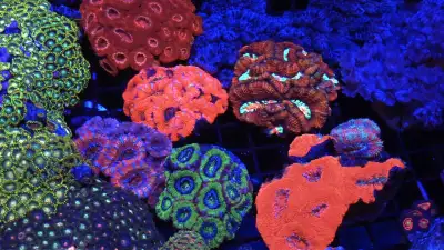 New Arrivals of your favourite corals! Lots to choose from.