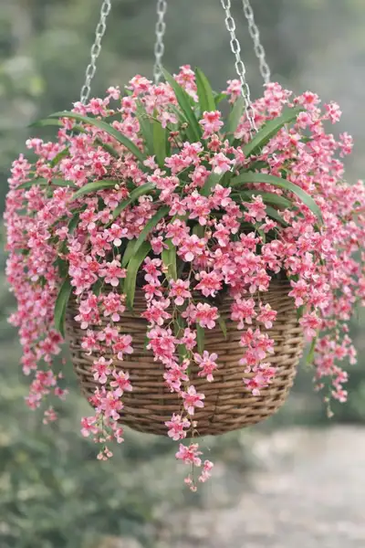 oncidium, View more