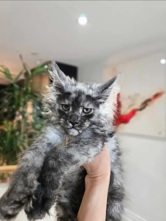 Blue & Black Smoke MAINE COON in Cats & Kittens for Rehoming in Oakville / Halton Region - Image 9