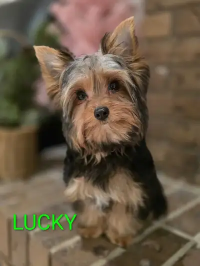 Doll faced Yorkie Puppies  ❤️, View more