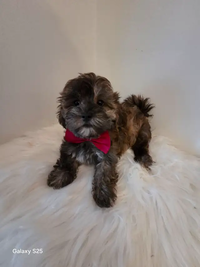 ♡♡Wow  magnifiques  morki ♡♡ in Dogs & Puppies for Rehoming in Laurentides - Image 5