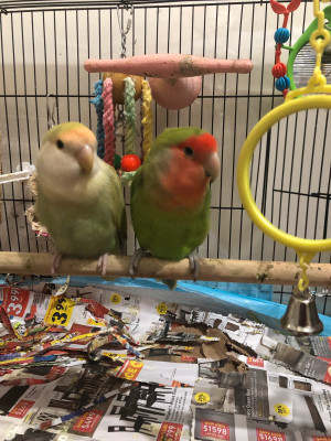 Birds With Cage | Adopt Birds Locally in Toronto (GTA) | Kijiji Classifieds