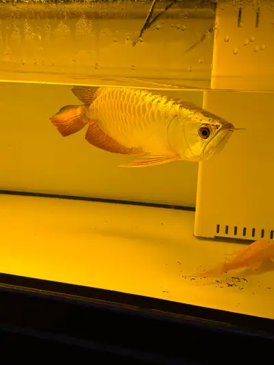 High quality golden arowana on sale at auspicious aquarium, View more