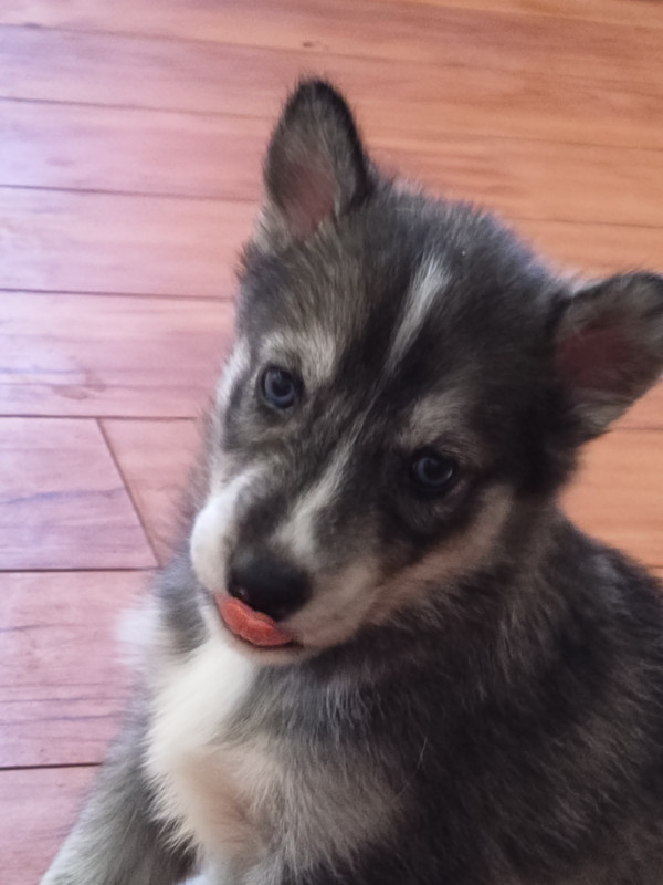 Husky puppies for sale in Dogs & Puppies for Rehoming in Sarnia - Image 3