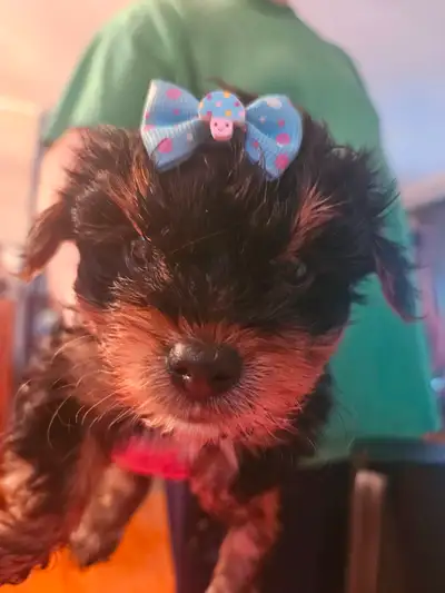PUREBRED QUALITY YORKIES, View more