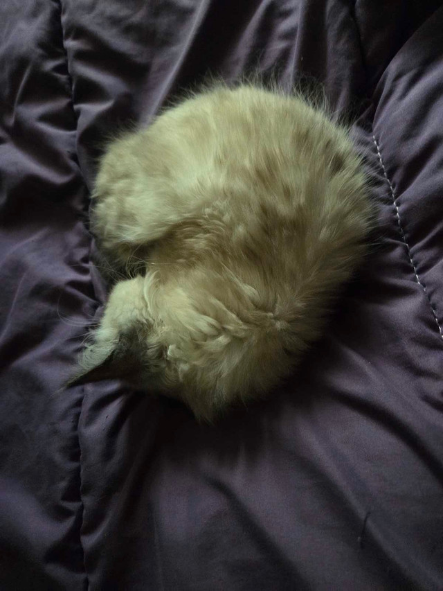 Male ragdoll kitten  in Cats & Kittens for Rehoming in London - Image 2