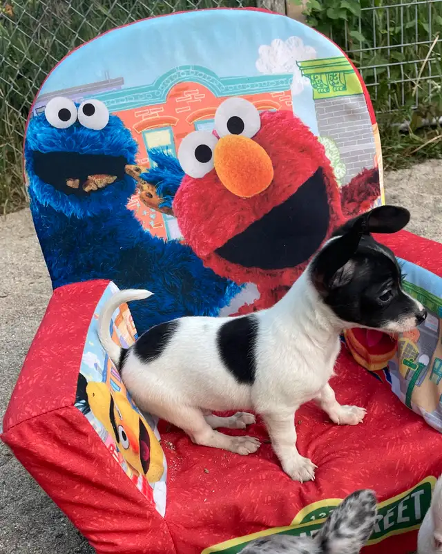 chihuahua croisé teckel in Dogs & Puppies for Rehoming in Laurentides - Image 7