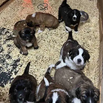 Saint Bernard mix puppies!, View more