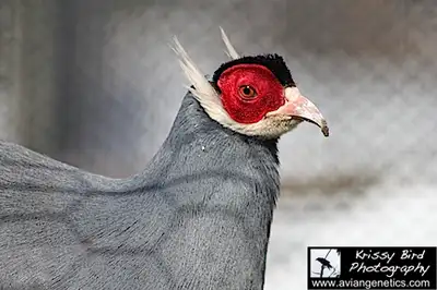 Pheasants for Sale near Devon, Alberta (SK Ad), View more