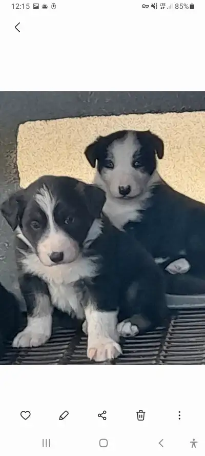 PUREBRED BORDER COLLIE PUPS (WORKING COW DOGS), View more