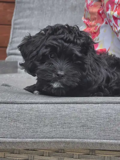 Female Cavapoo, View more