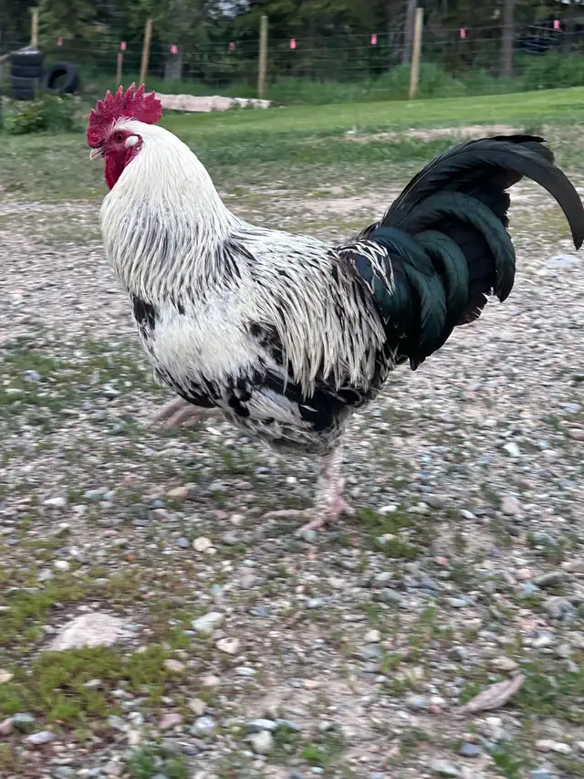 Roosters in Livestock in Cranbrook - Image 2