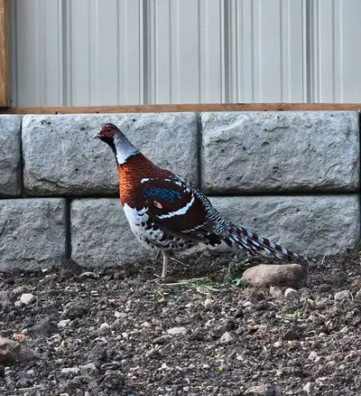 This listing is for a male Elliot pheasant, in good condition. If this ad is still up, it is still a...