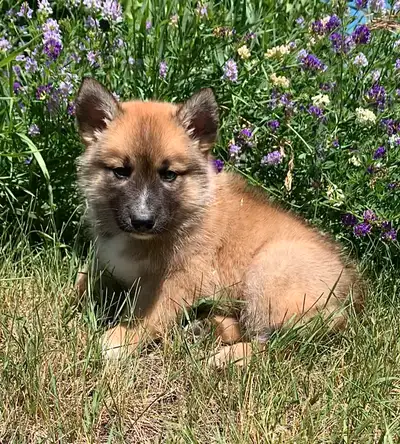 TAMASKAN PUPS (Ultimate Shepsky), View more