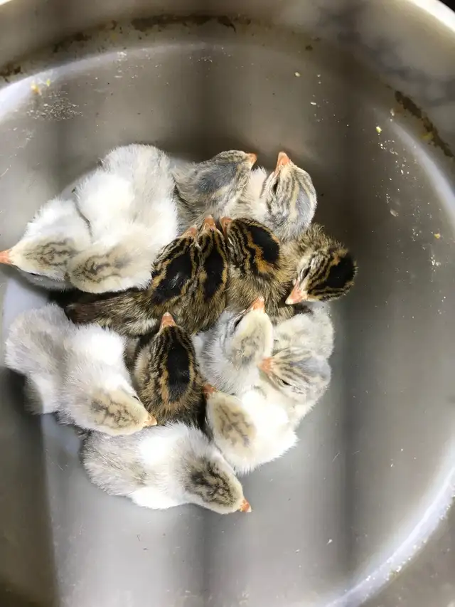Guinea Chick’s  in Livestock in Nelson - Image 2
