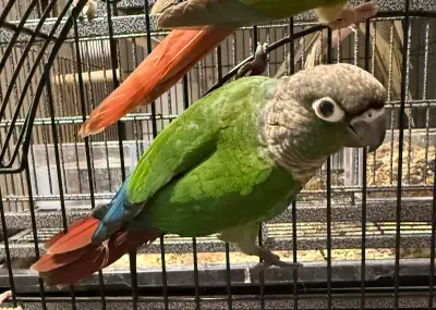 Green Cheek Conure Baby Parrot Available, View more