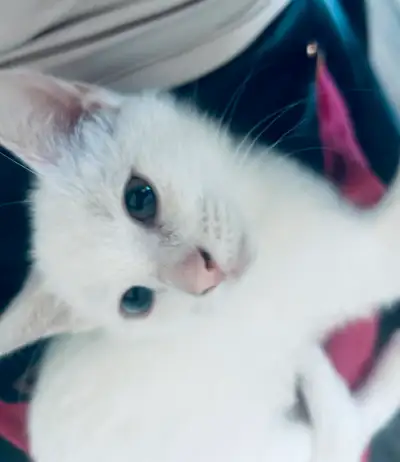 Siamese kitten fro rehoming, View more