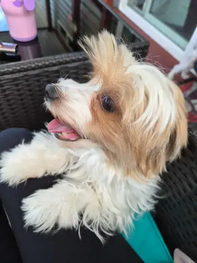 Purebred Briewer yorkie, View more