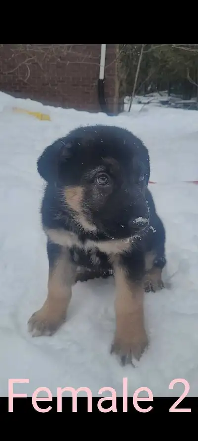 German Shepherd/Husky.. 2 Left, View more