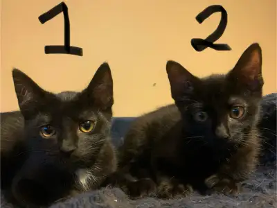 2 Black Kittens For Sale, View more