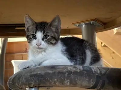 2 chatons mâle 3 mois Propre (vont à la litière ) Joueur Colleux Adore ronronner Et jouer avec des b...