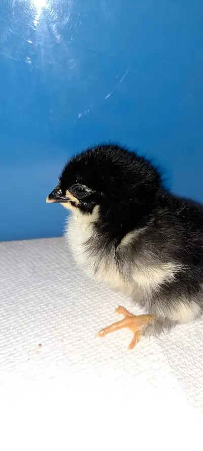 18 Black copper maran chicks, View more