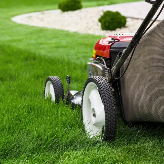 Green Solution grass cutting CALL 289200663363235243250051123