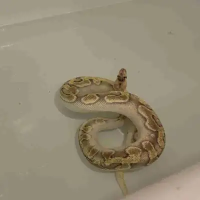 OD Champagne enchi snake, eating medium/large asf live and he really hates me so I just want to free...