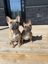 Pure breed French bulldogs 