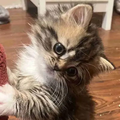 Sweet little golden Napoleon/minuet purebred kitten. Will be going to the vet and then can go to his...