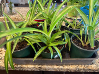  Spider Plants For Sale