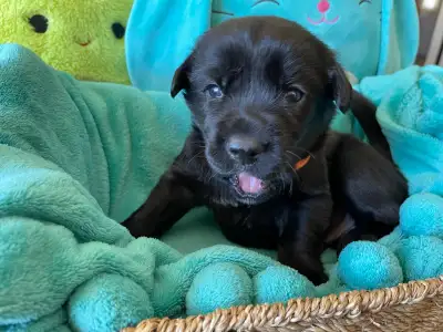English Lab/Newfoundland Mix Puppies available for pickup Now!