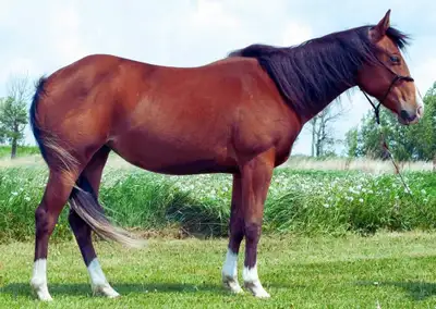 For your consideration, on consignment 2023 AQHA Bay Filly – AKA Mist N Hollywood (“Pystol”) Athleti...
